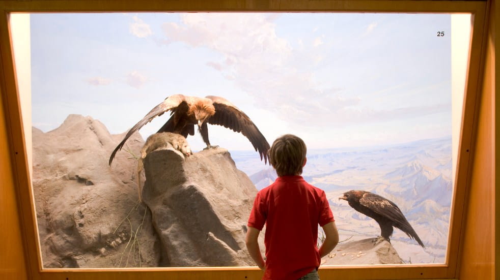 boy looking at eagles in museum